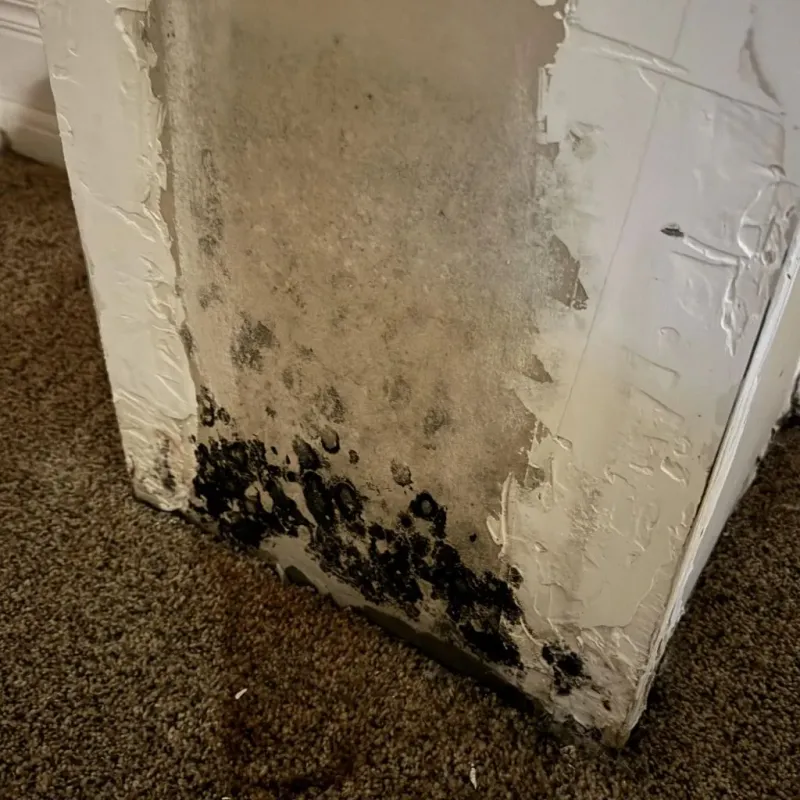 Professional Mold Removal in North Valley, NM